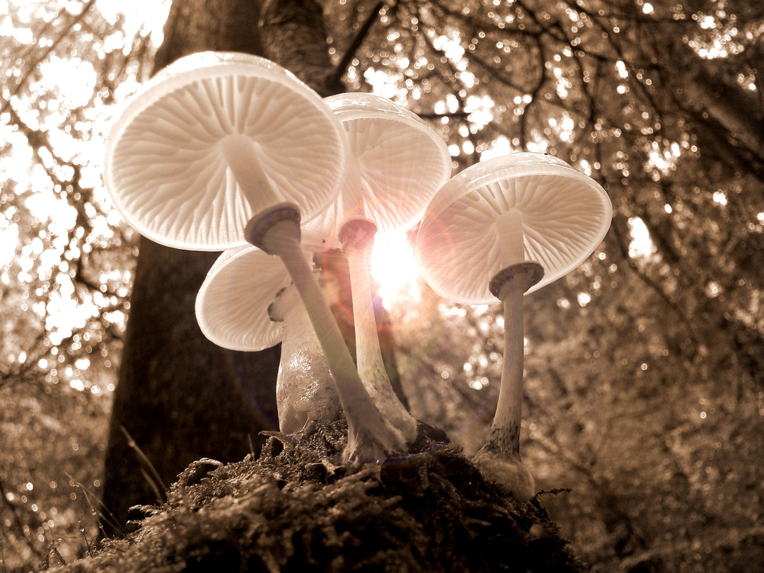 Plant Medicine: The Healing Power of Psychedelics